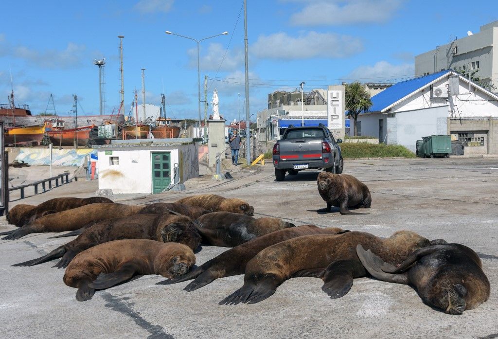 Conflicto en Mar del Plata: Reubicarán a los lobos marinos
