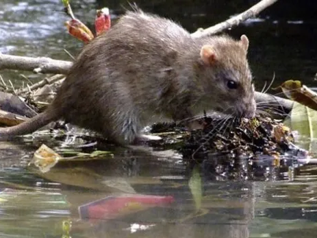 Descartaron la presencia de leptospirosis en la zona norte de la ciudad