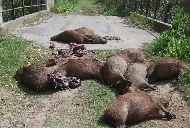 Luján: Misteriosa aparición de carpinchos muertos