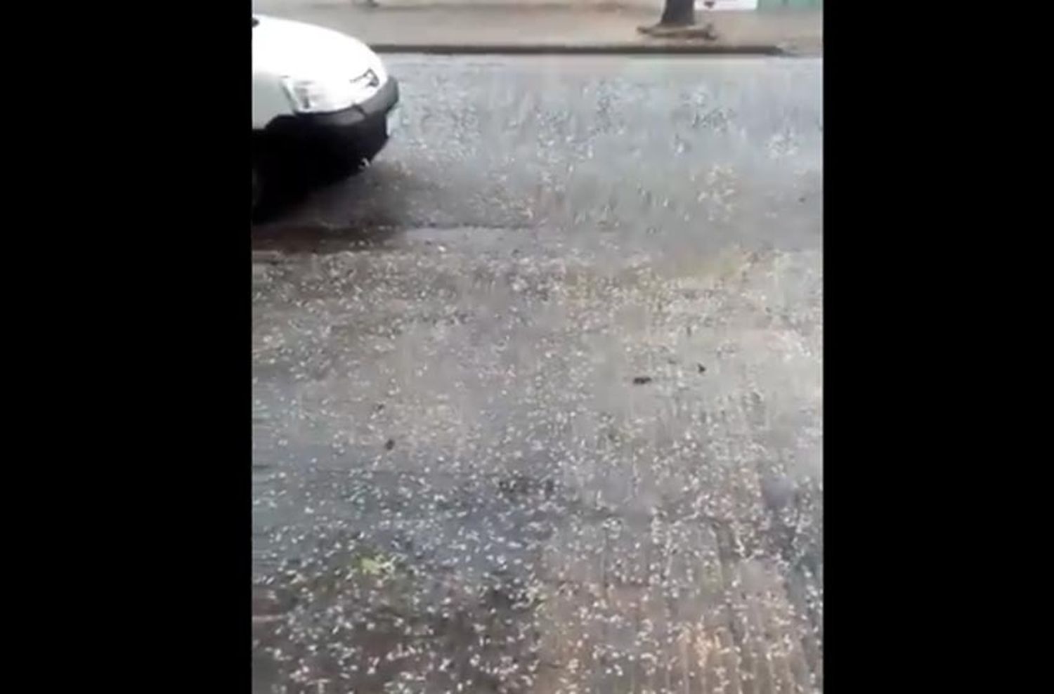 Piedras en cuarentena: fotos y videos de la tormenta con caída de granizo en Rosario