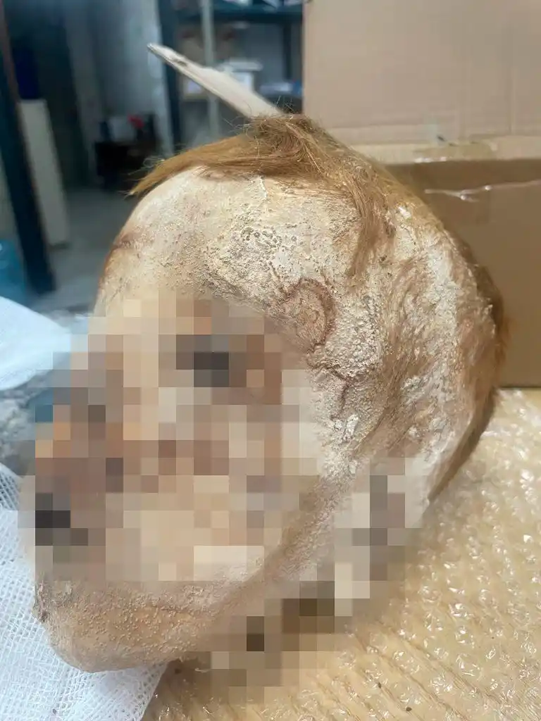 Un toro youtuber, oro bovino y una cabeza momificada para un ex GH: Los tres secuestros más insólitos de la Aduana