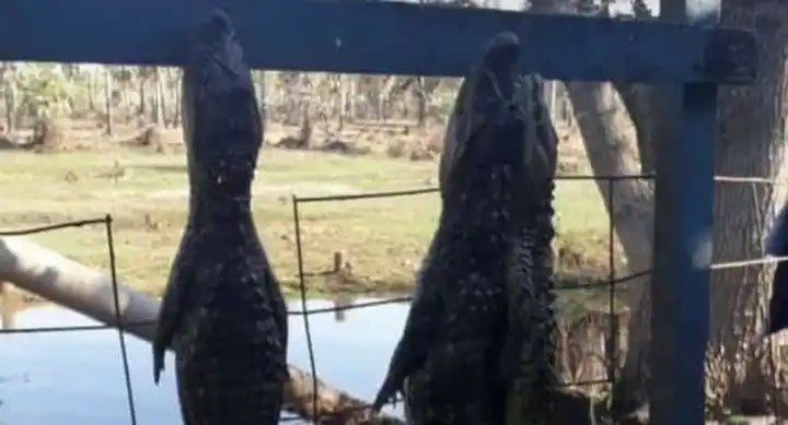 Indignante matanza de yacarés en Villa Guillermina