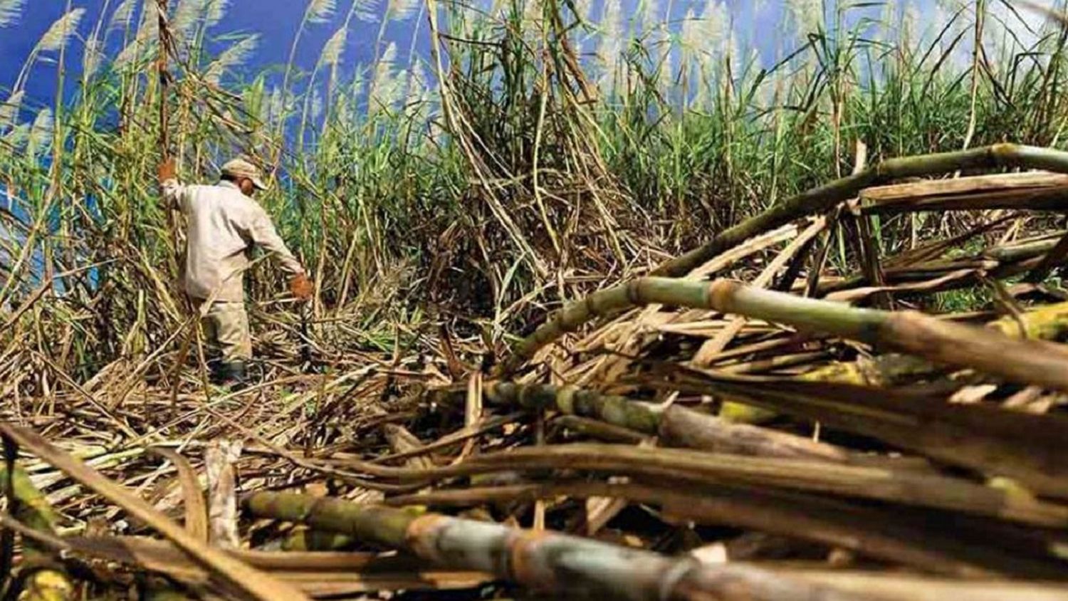 AUMENTAN CULTIVOS y PRODUCCIÓN de varios rubros alimenticios: te decimos cuáles son