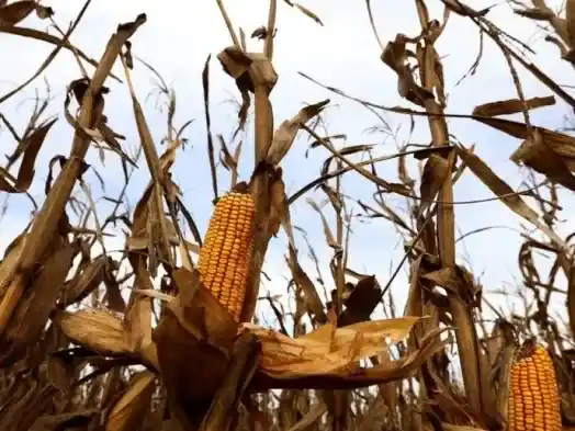 La siembra de maíz temprano en la región núcleo avanza a paso firme. Foto: Ilustración
