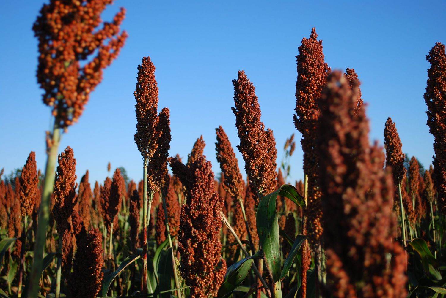 Finalizó la cosecha de sorgo en Buenos Aires con rindes medios de 37 quintales por hectárea