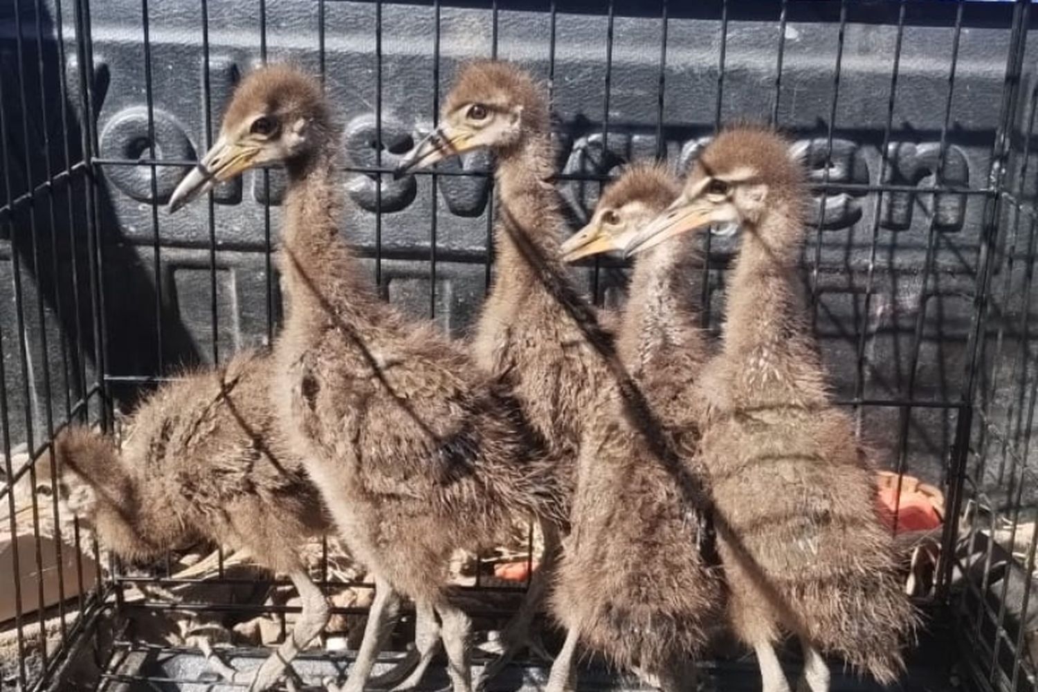 Cayó una mujer que tenía carpinchos faenados y pichones de ave cautivos