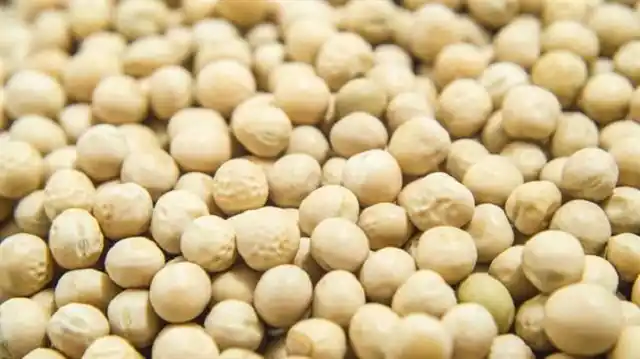 Arveja amarilla sustentable, cultivo clave para un futuro plant-based
