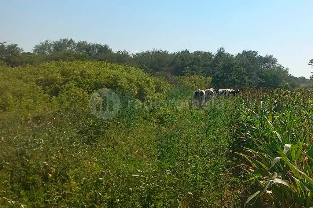 Delincuentes cortaron el alambrado de un campo de la región y se llevaron las vacas