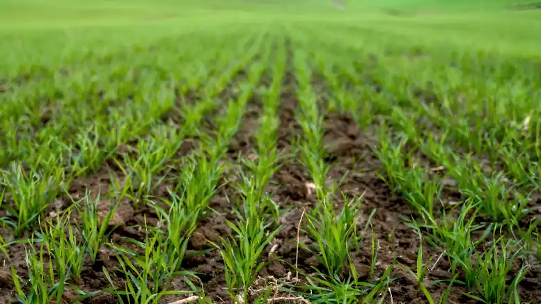 Con la siembra casi finalizada, el trigo genera altas expectativas