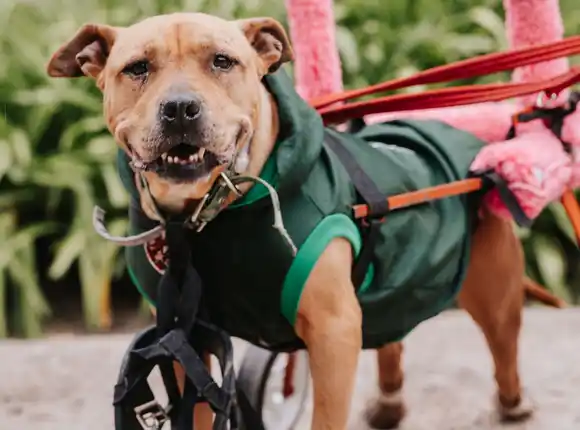 “Queremos una ciudad en la que los animales no sean un objeto sino sujetos de derecho”