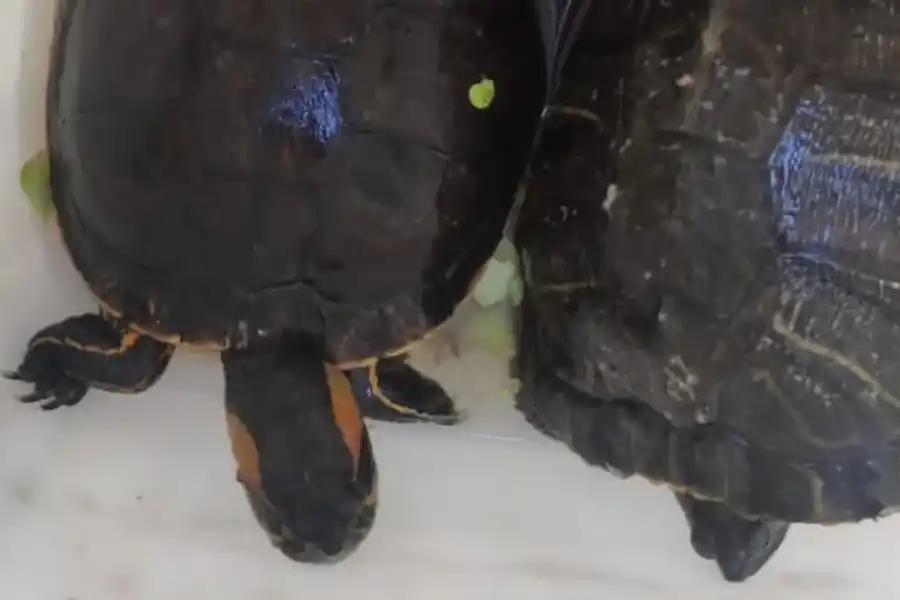 Tortuga de oreja amarilla, otro de los ejemplares exóticos secuestrados. Foto: Patrulla Ambiental de la Policía de Córdoba