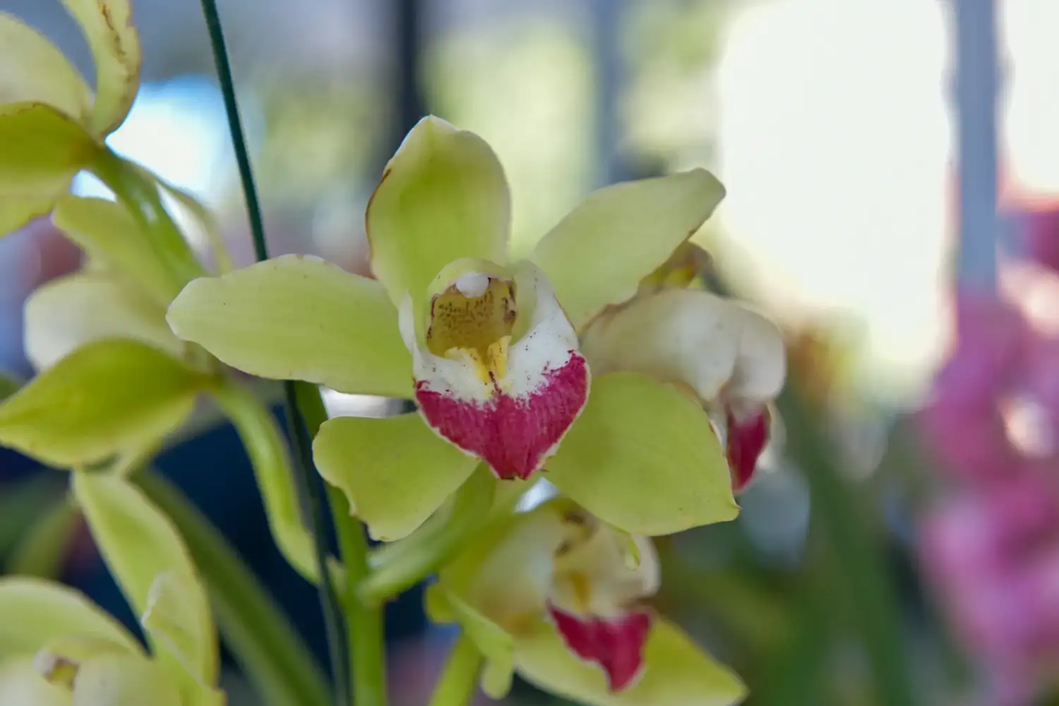 Paraná recibe la muestra "Orquídeas en el Río" con entrada gratuita