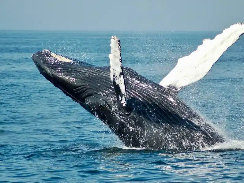 La costa bonaerense fue testigo de apariciones inesperadas de ballenas francas australes