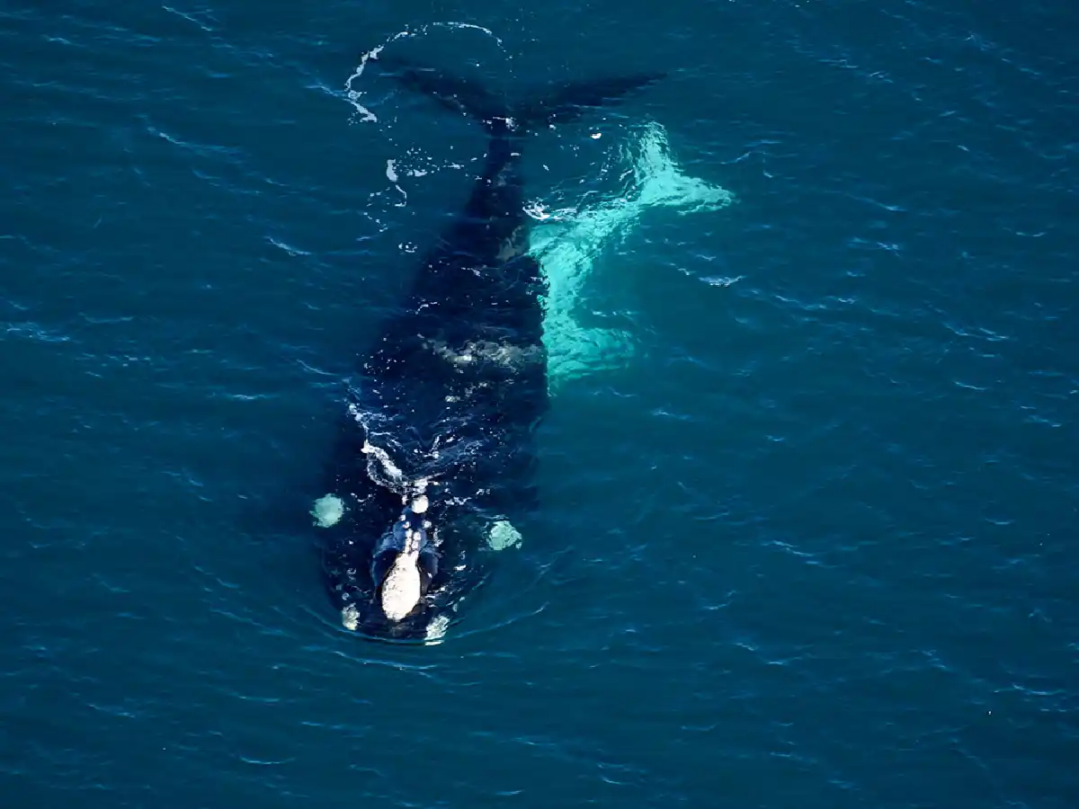 Se registró un récord de ballenas en Península Valdés