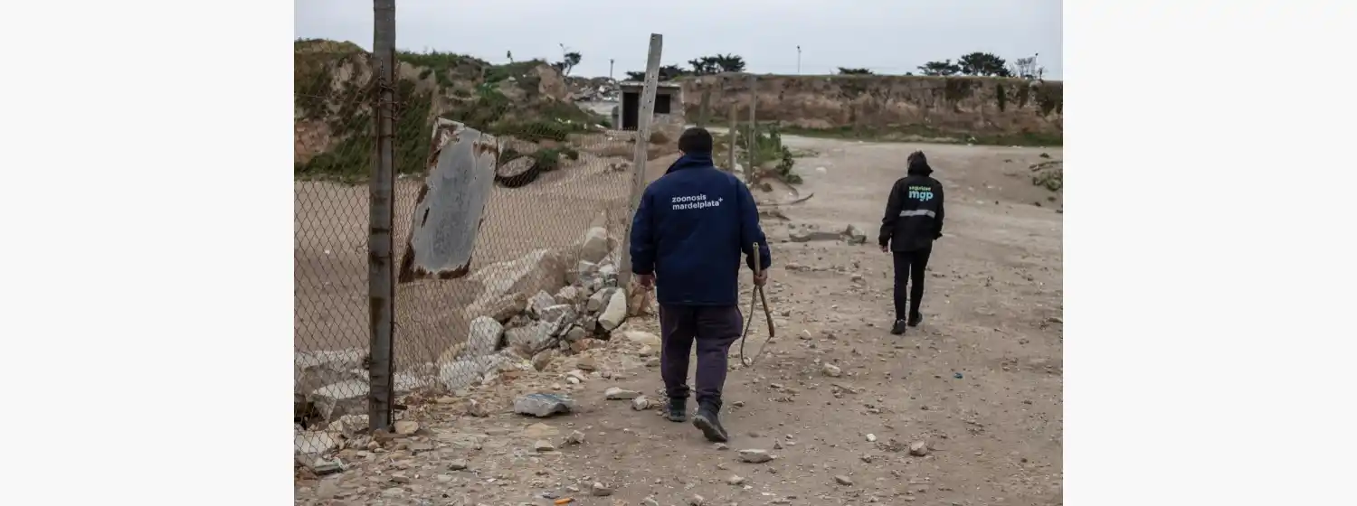 Jauría descontrolada: el Municipio realizó un rastrillaje por la zona de los ataques