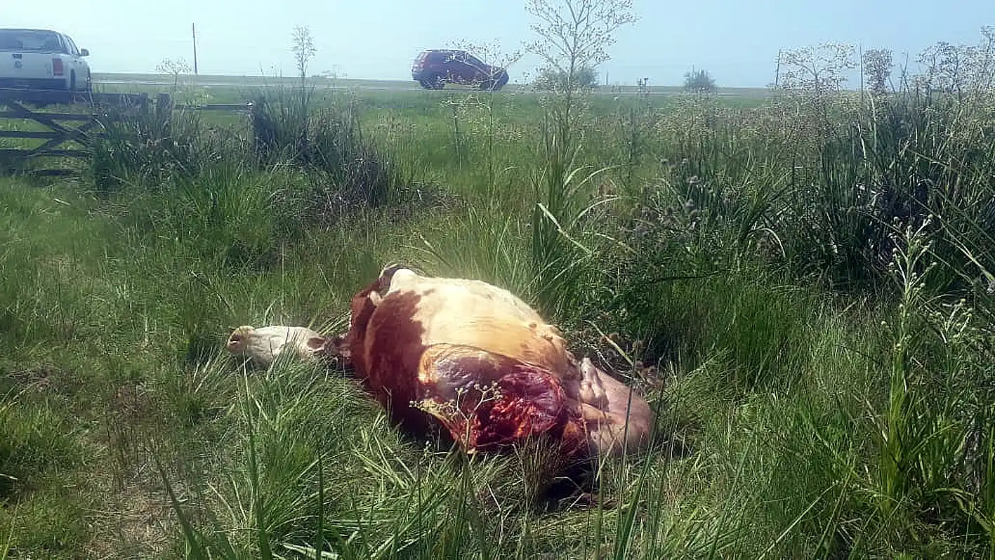 El flagelo de los cuatreros: perdió $150 mil por haber sufrido carneadas clandestinas