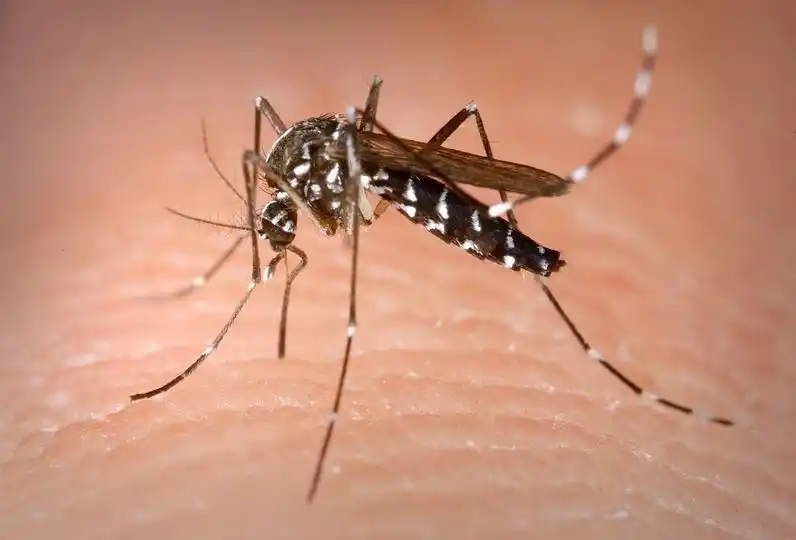 Encontraron mosquitos de dengue en Monte Hermoso