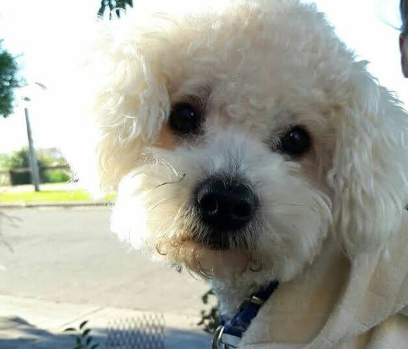 Mascotas y crisis económica: ¿cuánto cuesta mantener a tu perro o gato mimado?