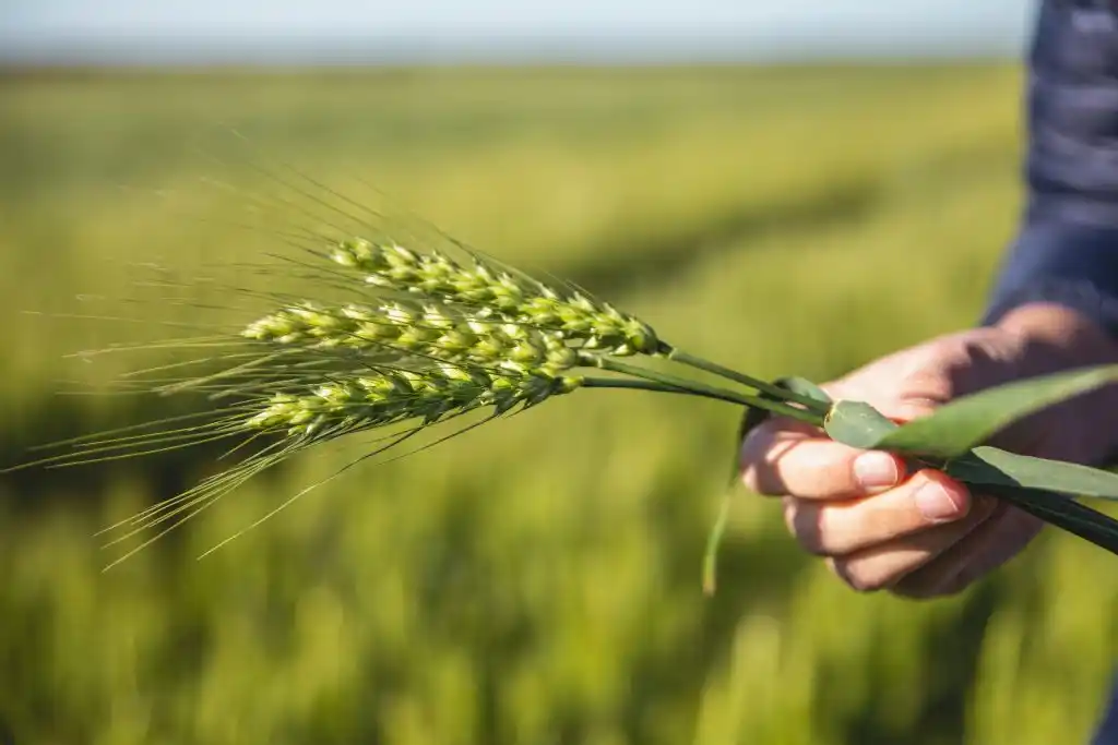 “Las retenciones al trigo estrangulan de muerte la rentabilidad del productor”