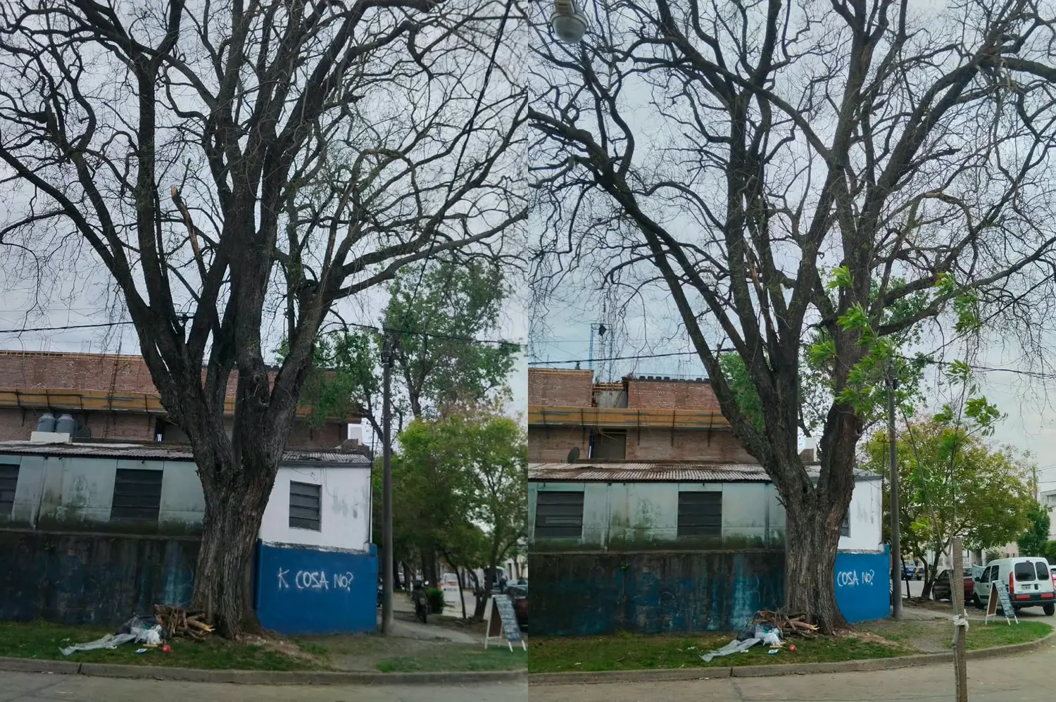 “Si ese árbol se cae, rompe la casa del frente”: advierten por el riesgo de un árbol de gran altura en calle Ituzaingó