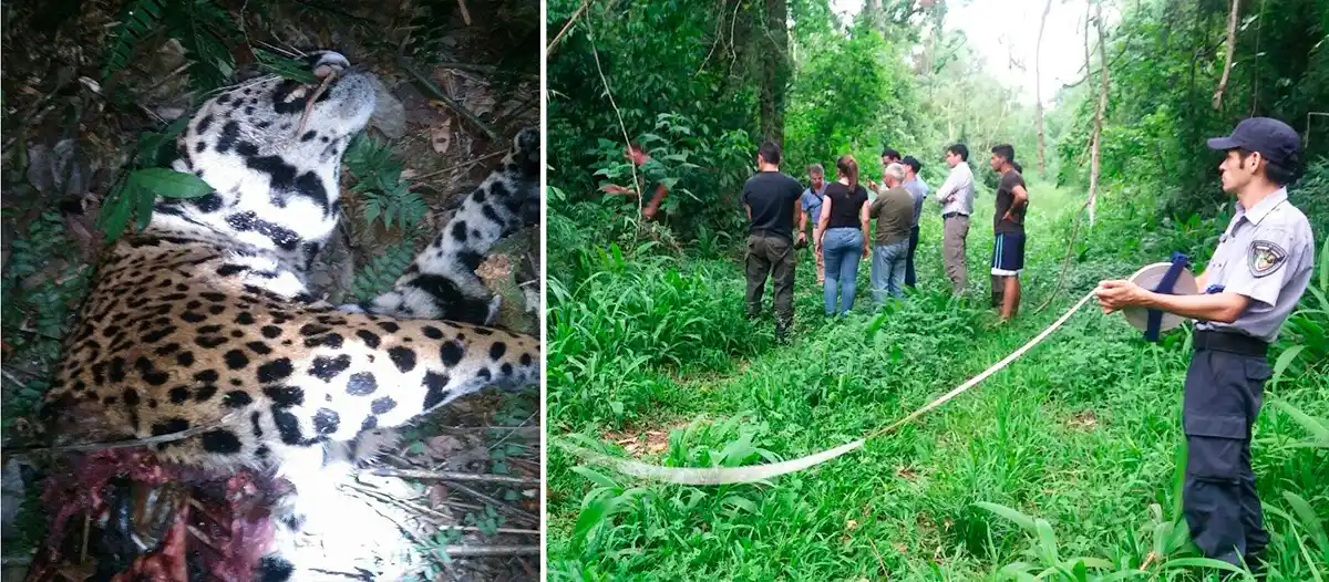 Misiones será querellante por la muerte de un yaguareté