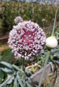 HUERTA DOMICILIARIA  Producción, recolección y conservación de semillas para el próximo ciclo