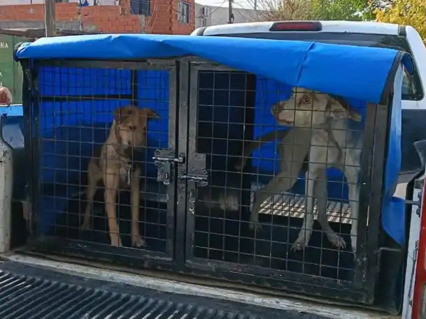 Dos perros maltratados fueron rescatados por agentes municipales en distintos operativos