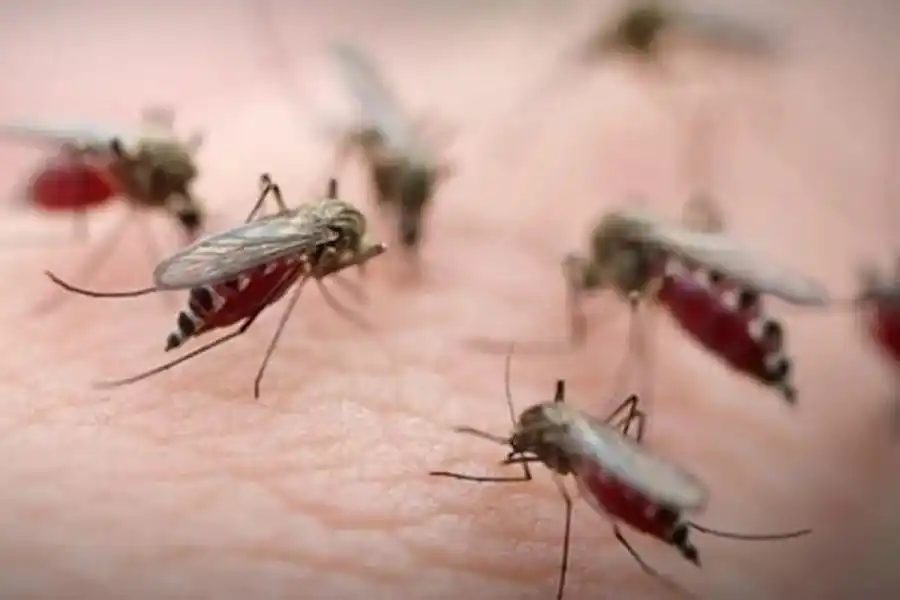 Las condiciones climáticas anticipan una "gran cantidad de mosquitos" en la región