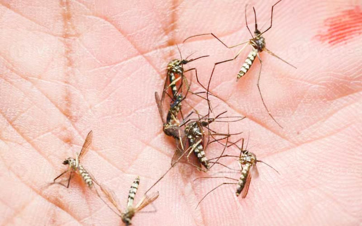 Confirman más de 50 casos de dengue en Entre Ríos