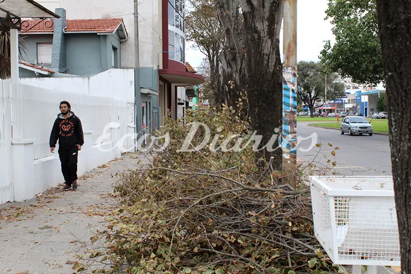 Se anticipó la poda en las avenidas