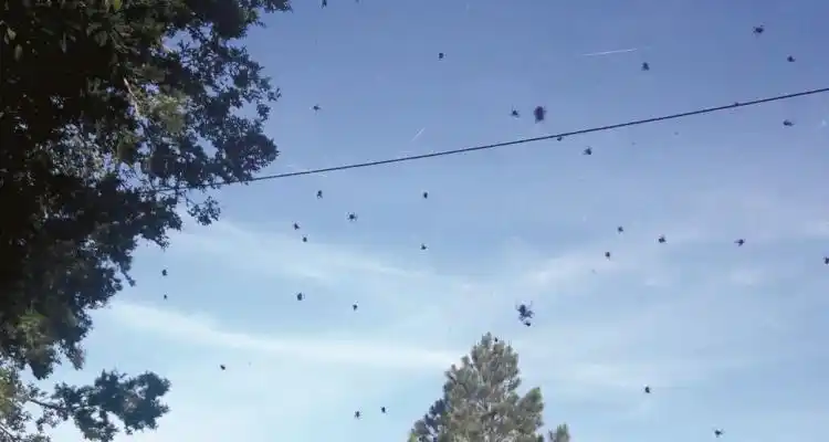 Ni pájaros, ni aviones: arañas