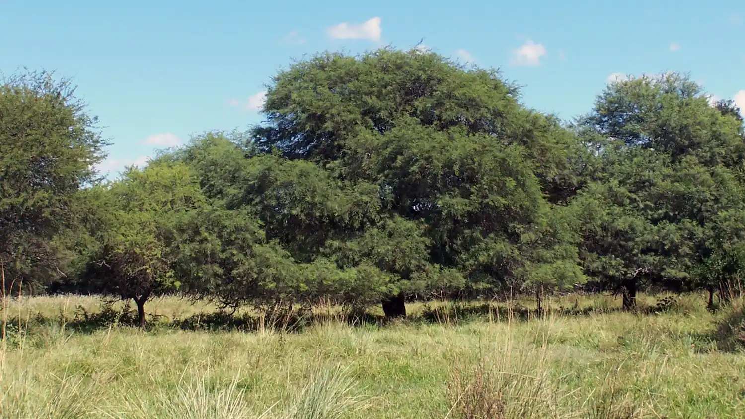Asignaron $ 30 millones al aprovechamiento sustentable de bosques nativos