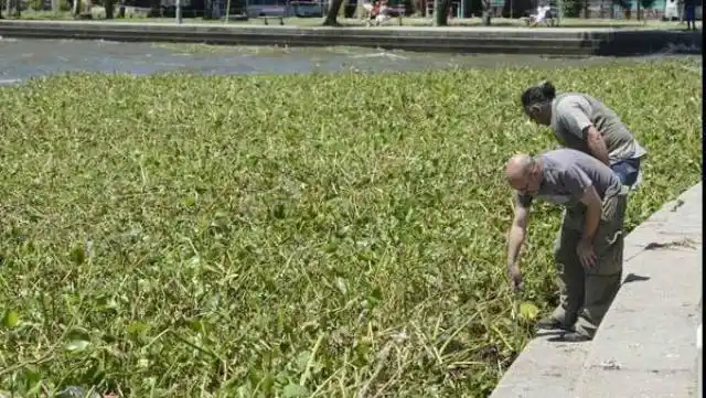 Quilmes: Desmienten invasión de víboras venenosas