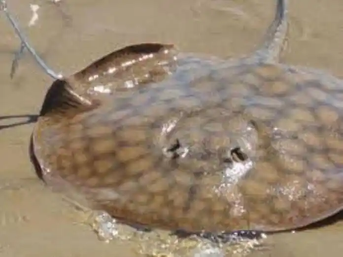 Un bañista terminó lesionado en su pierna por el chuzazo de una raya