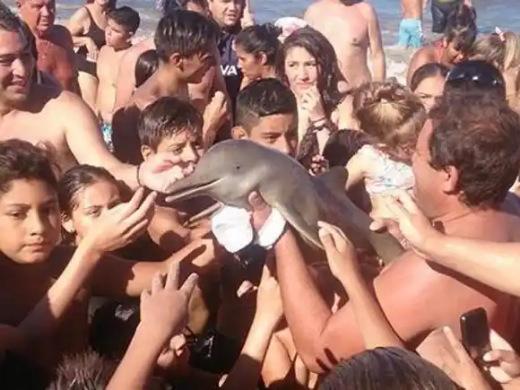 “No queremos ver más imágenes de turistas llevando a la muerte a especies marinas”