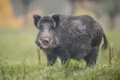 Preocupación de FARER por la invasión de especies exóticas