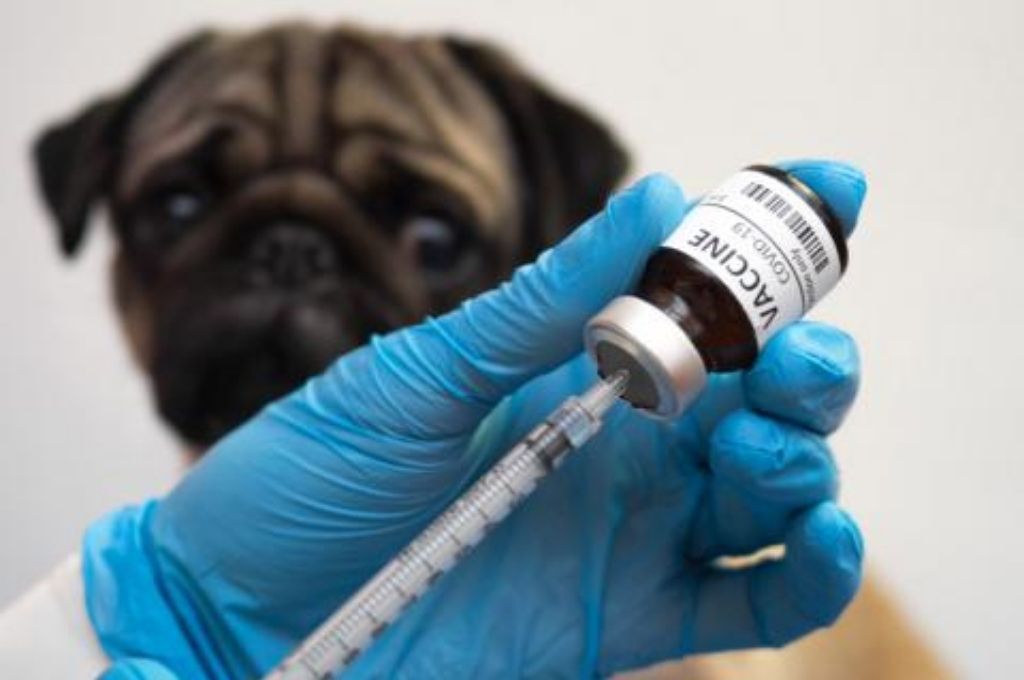 Rusia aprobó la primera vacuna contra el coronavirus para animales