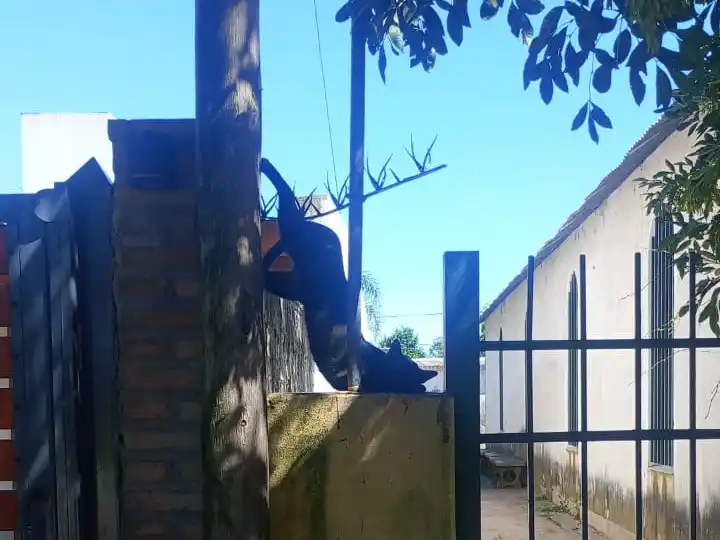 El animal sufrió heridas.