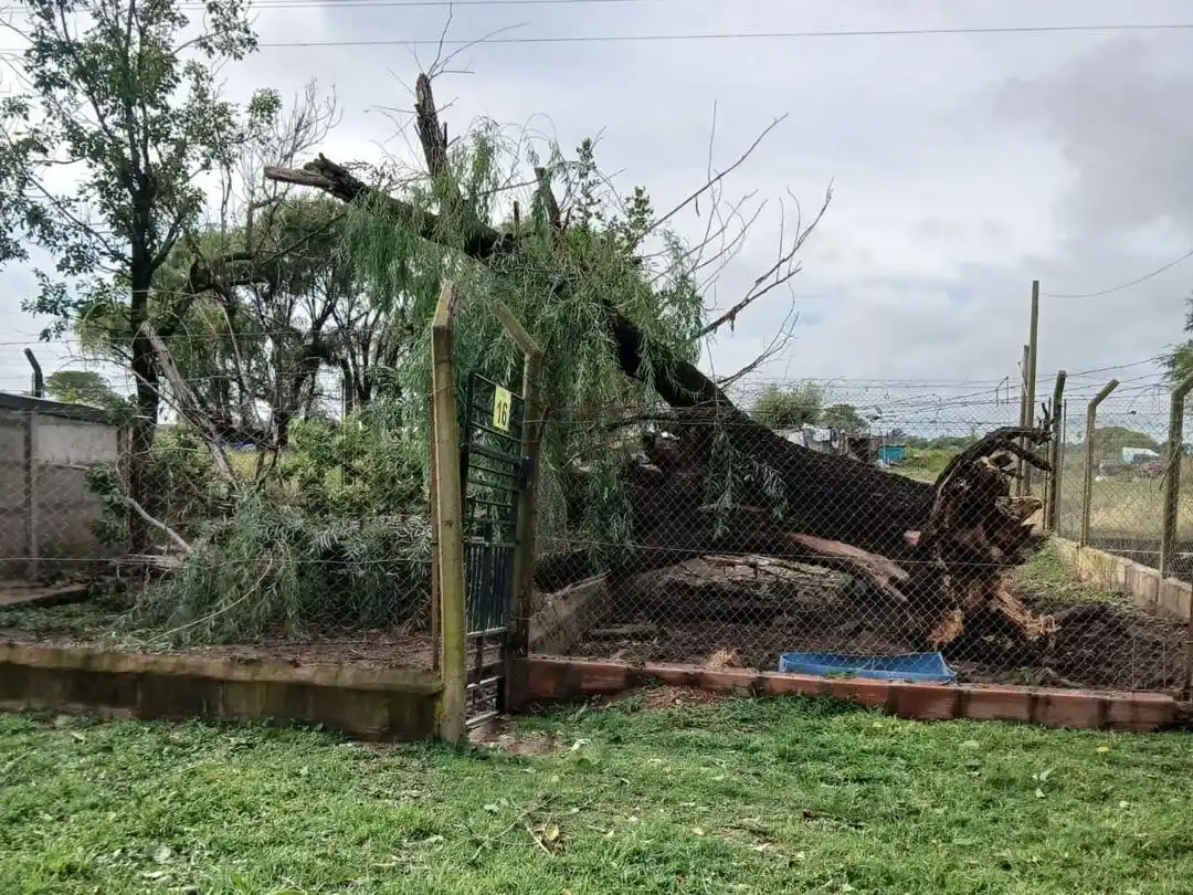 La caída de un árbol de gran porte causó graves daños en un canil. Foto: Gentileza.
