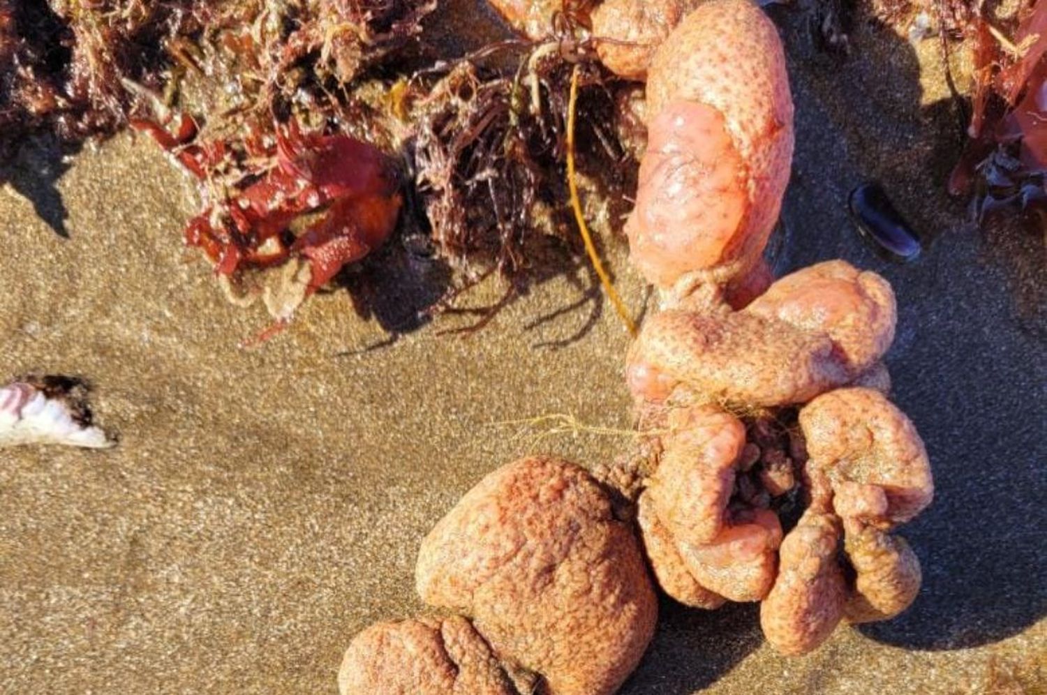 Aparecieron extraños organismos en las playas del sur de Mar del Plata