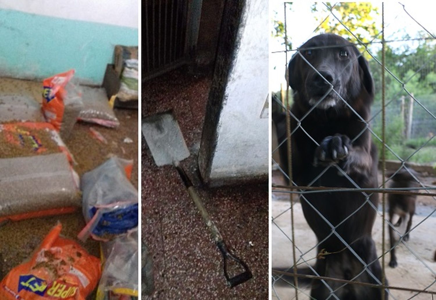 Robaron más de 130 kilos de alimento en Patitas: piden ayuda para darle de comer a los perros