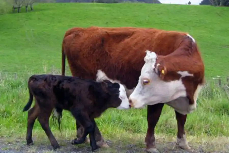 La vaca y el ternero, los más afectados