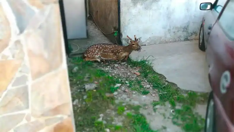 Igual que en Gualeguaychú, pero en Victoria: Un guazuncho murió en el centro