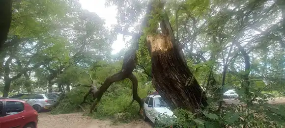Caída de un árbol provocó severos daños a automóviles en el hospital Santa Rosa