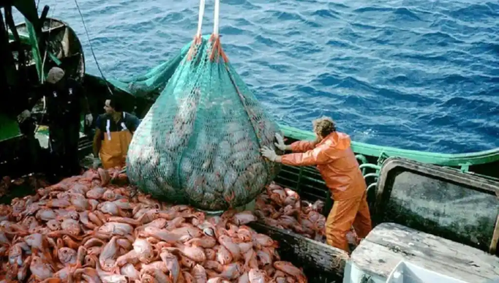 Crisis. Nuevamente el sector pesquero muestra signos de preocupación, respecto a su actividad comercial