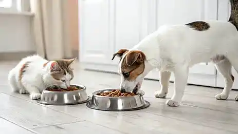 Cómo guardar el alimento de perros y gatos para evitar que se deteriore