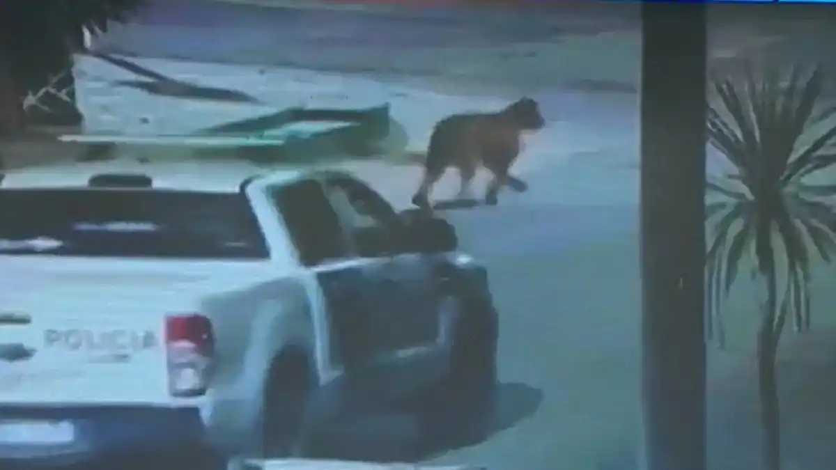 En Villa Gesell suspenden las clases por la aparición de dos pumas que andan por las calles: Uno quedó filmado en video 