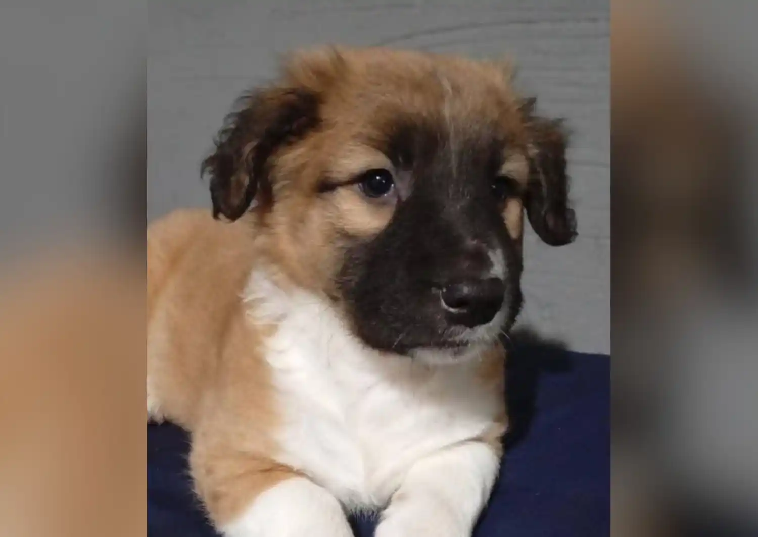 Perro perdido en calle Ituzaingó: pertenece a un niño con TEA