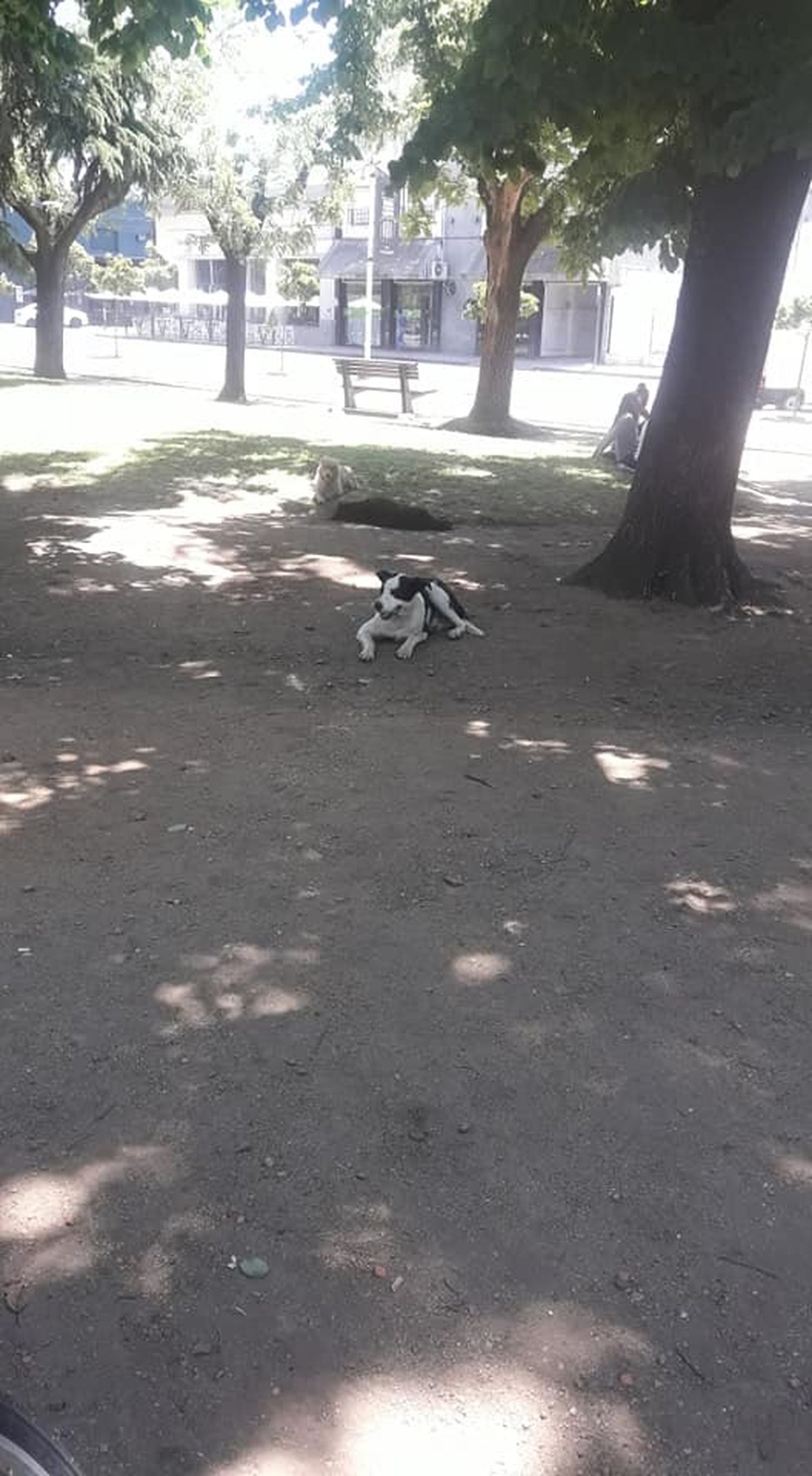 Una motociclista sufrió serias heridas tras ser atacada por perros callejeros