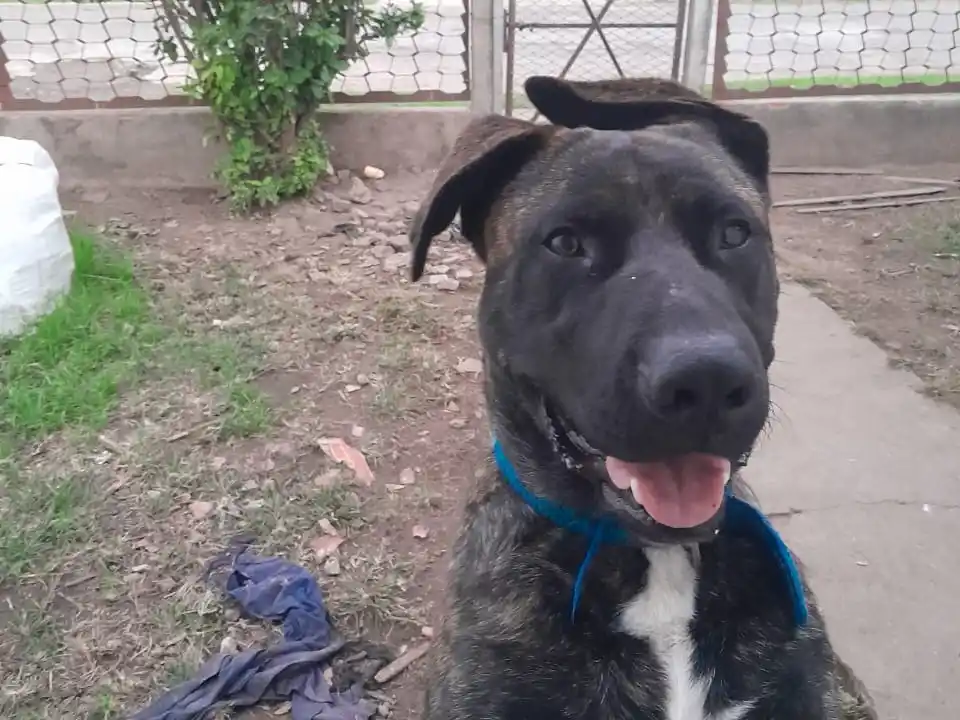 Dueños buscan a un perro perdido por la zona del Club Defensores